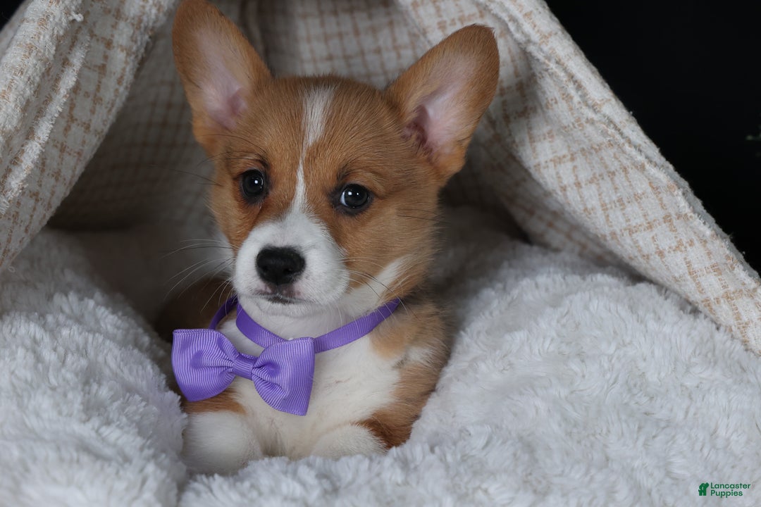 Welsh Corgi Pembroke dogs for sale: Holden - Ad 20