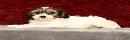 Cavapoo dogs for sale: Kaitlyn - Ad 6