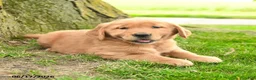 Golden Retriever dogs for sale: Primrose - Ad 5