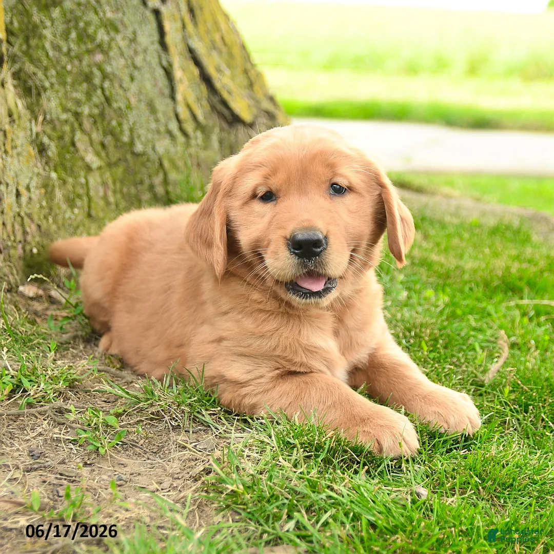Golden Retriever dogs for sale: Primrose - Ad 5