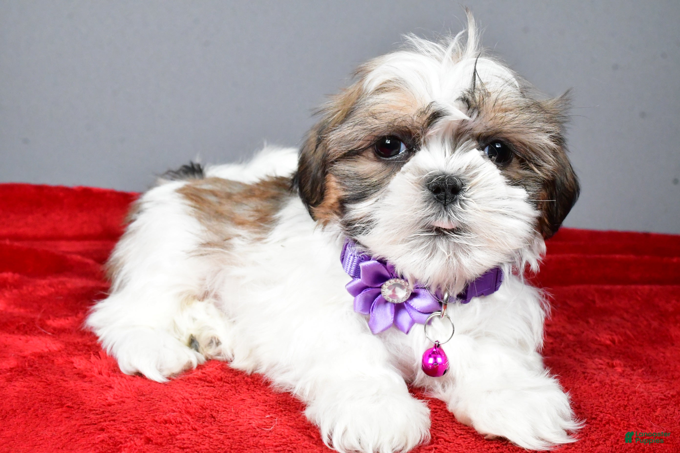 Shih Tzu dogs Cris - Ad 26