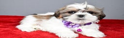 Shih Tzu dogs for sale: Cris - Ad 1
