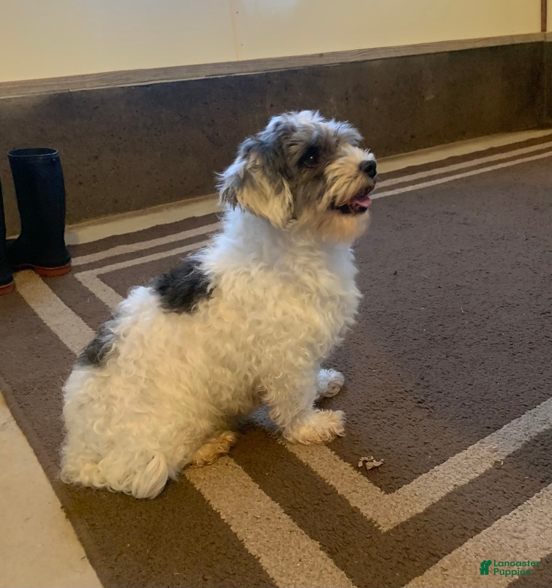Havanese dogs for sale: Leo - Ad 4