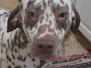 Dalmatian dogs for sale: Dalmatian Puppy 1 - Ad 1