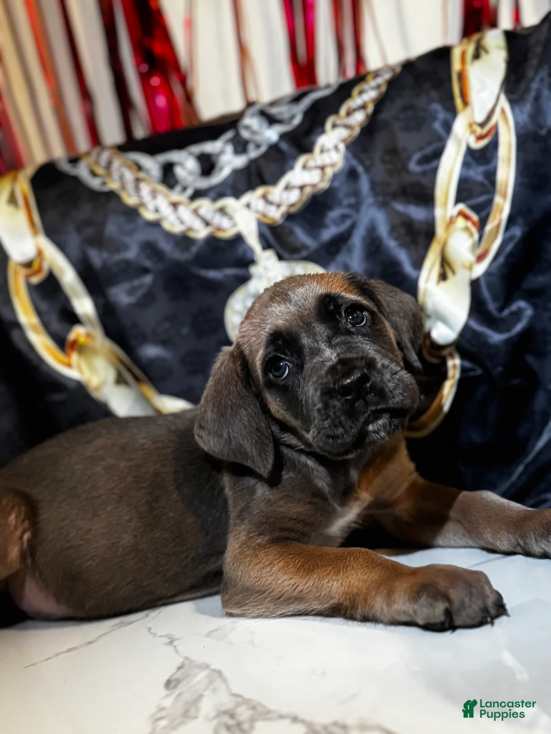 Cane Corso dogs for sale: Cleopatra - Ad 2