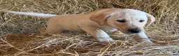 Labrador Retriever dogs for sale: Remy - Ad 3