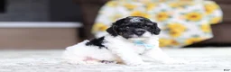 Miniature Poodle dogs for sale: Maverick - Ad 3