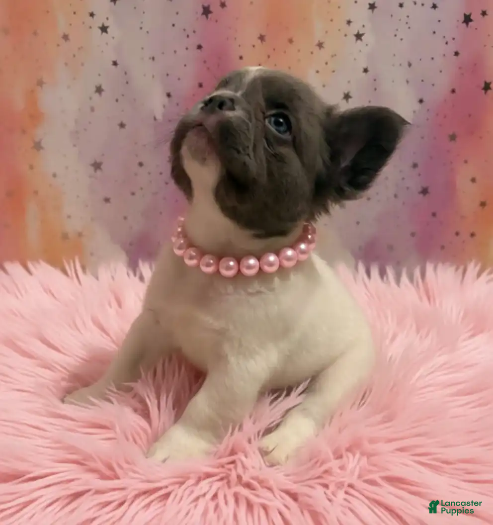 French Bulldog dogs for sale: Coconut - Ad 4