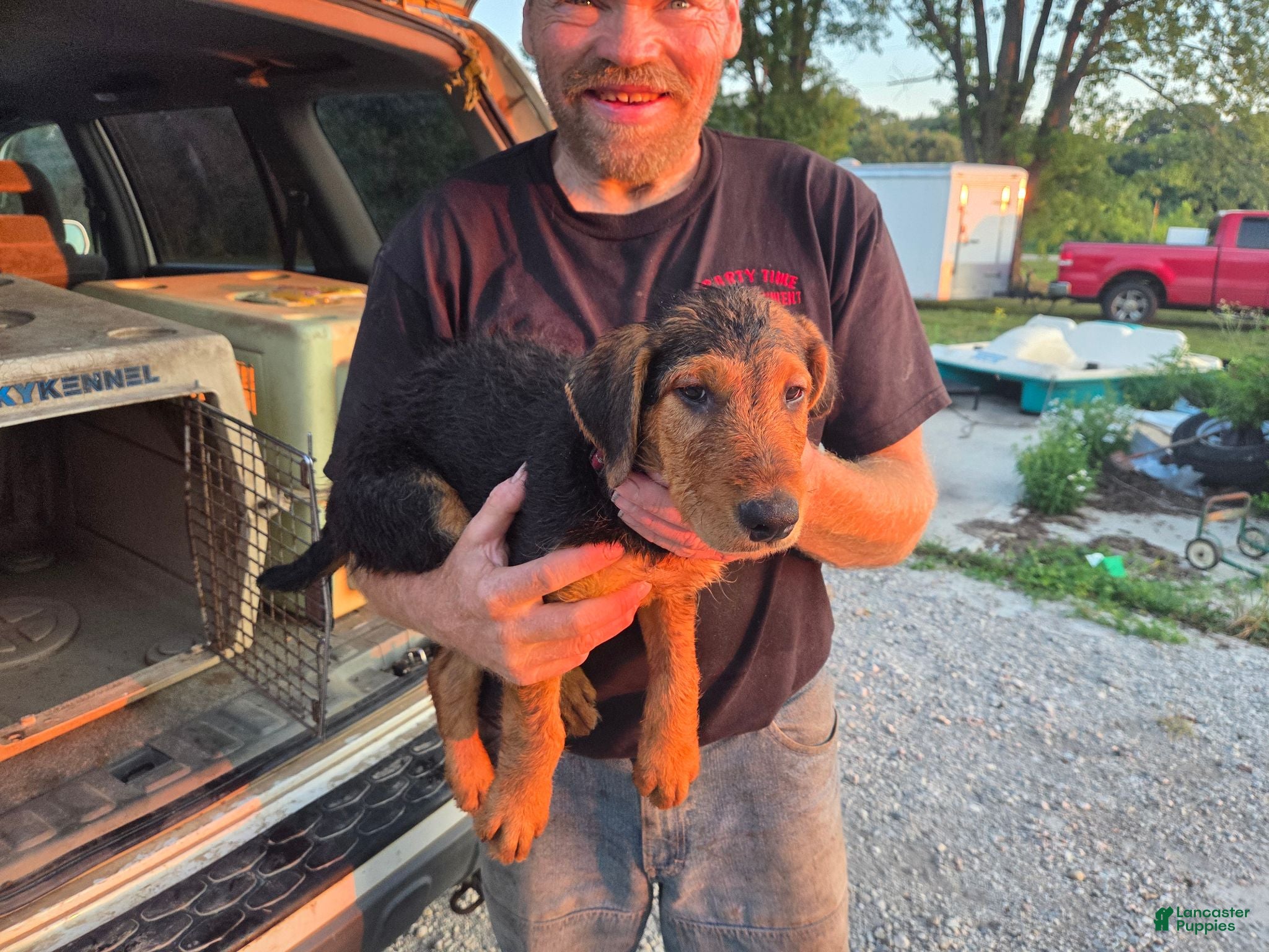 Airedale Terrier dogs Airedale Terrier 3 - Ad 1