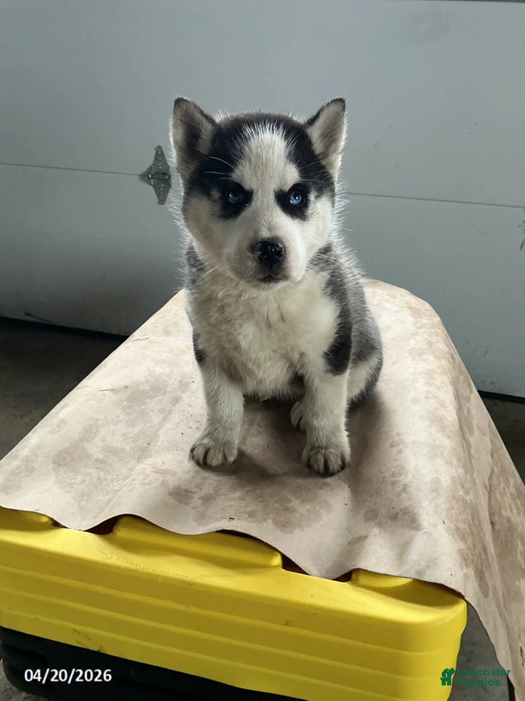 Siberian Husky dogs for sale: Arrow - Ad 1