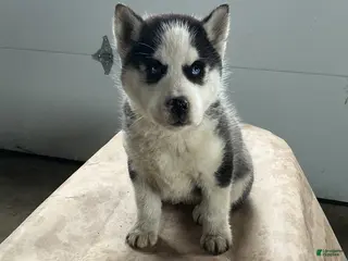 Siberian Husky dogs Arrow - Ad 1