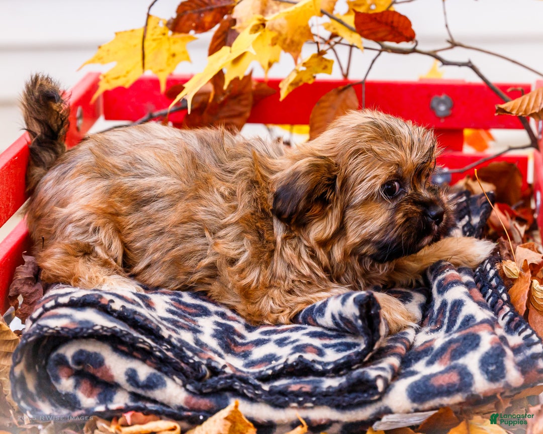 Shorkie dogs for sale: Lynette - Ad 3