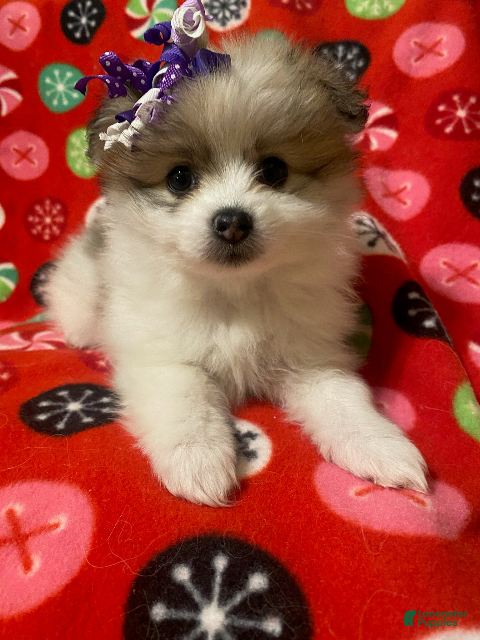 Pomeranian dogs Pomeranian Puppy Sassy - Ad 10