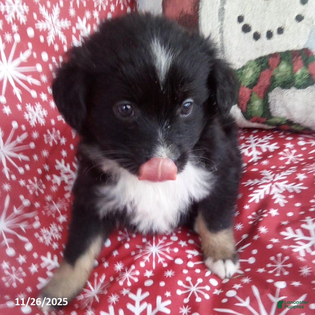 Miniature Australian Shepherd dogs for sale: Hank - Ad 2