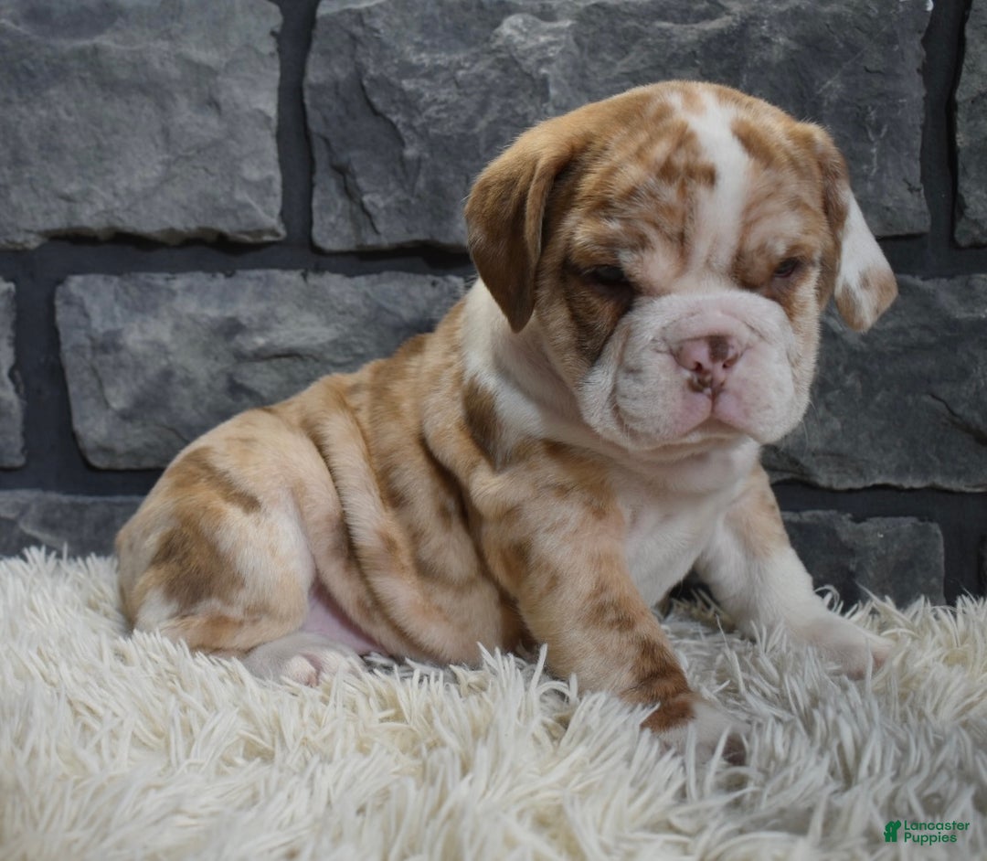 Mixed Breed dogs for sale: Rose  - Ad 1