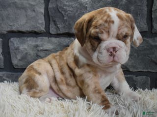 Mixed Breed dogs Rose - Ad 22