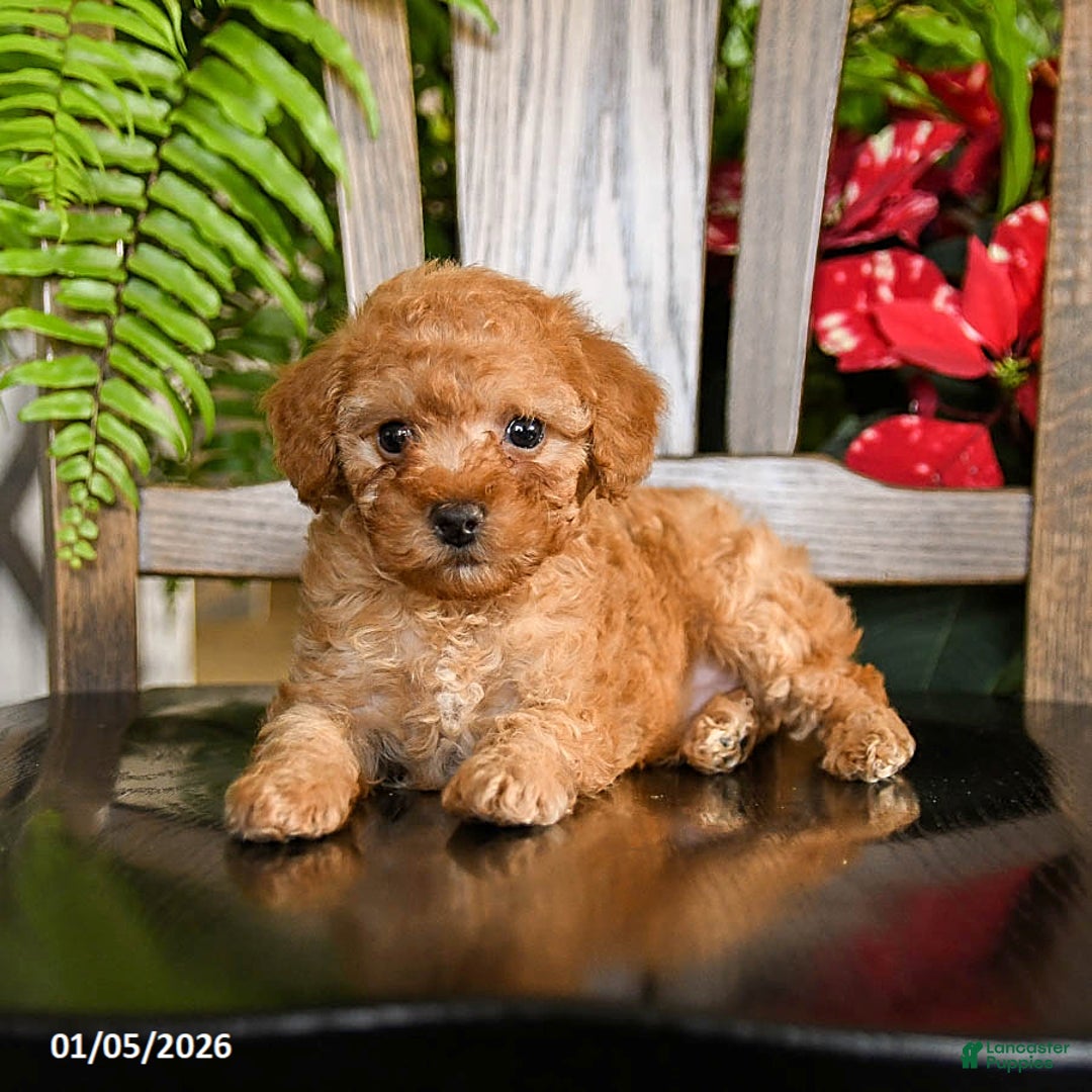 Toy Poodle dogs for sale: Wiggles - Ad 3