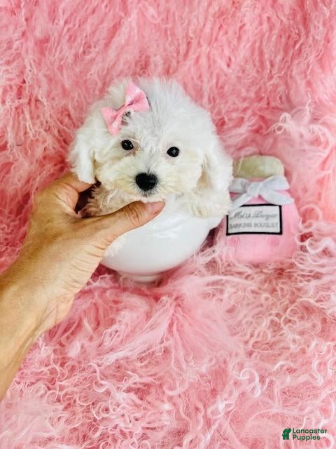 Toy Poodle dogs Toy Poodle 1 - Ad 1