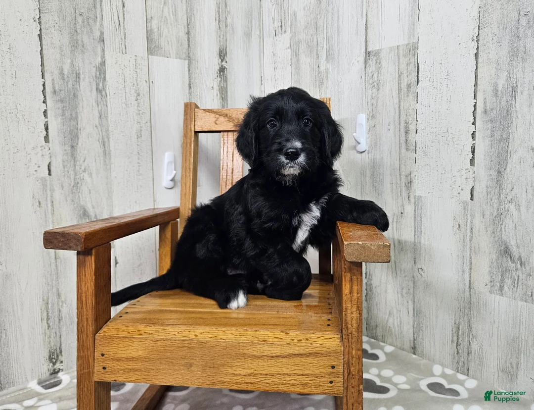 Goldendoodle dogs for sale: F1 Squash - Ad 1