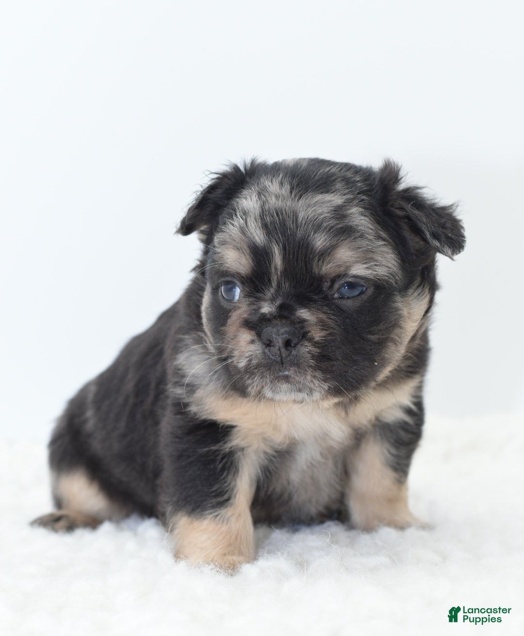 Mixed Breed dogs for sale: Chuck chocolate tri-color fluffy  - Ad 9