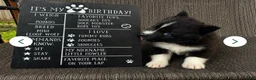 Siberian Husky dogs for sale: Bandit - Ad 2