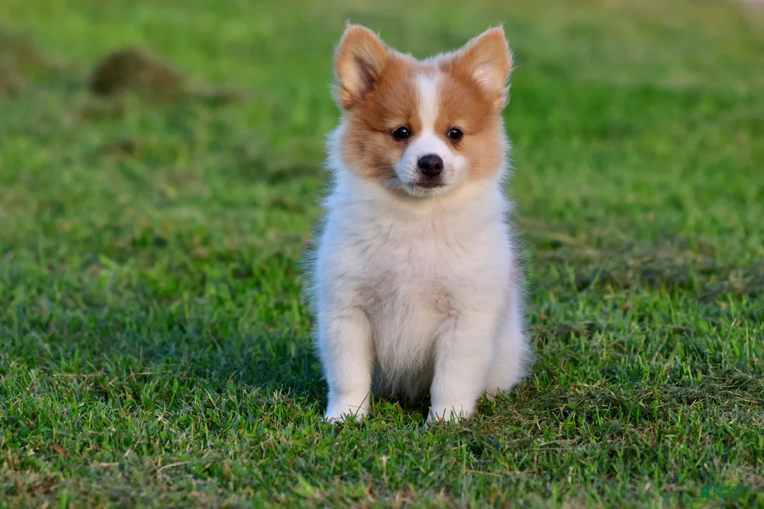 Pomeranian dogs for sale: Flame - Ad 3