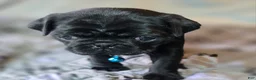 Pug dogs for sale: Brandy - Ad 7
