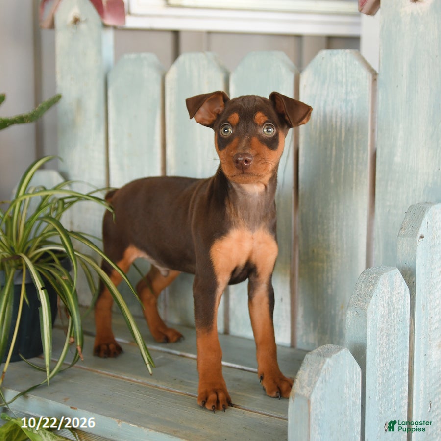 Miniature Pinscher dogs for sale: Pluto - Ad 2