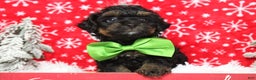 Yorkiepoo dogs for sale: Harvest  - Ad 5