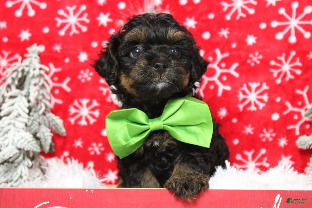 Yorkiepoo dogs for sale: Harvest  - Ad 5