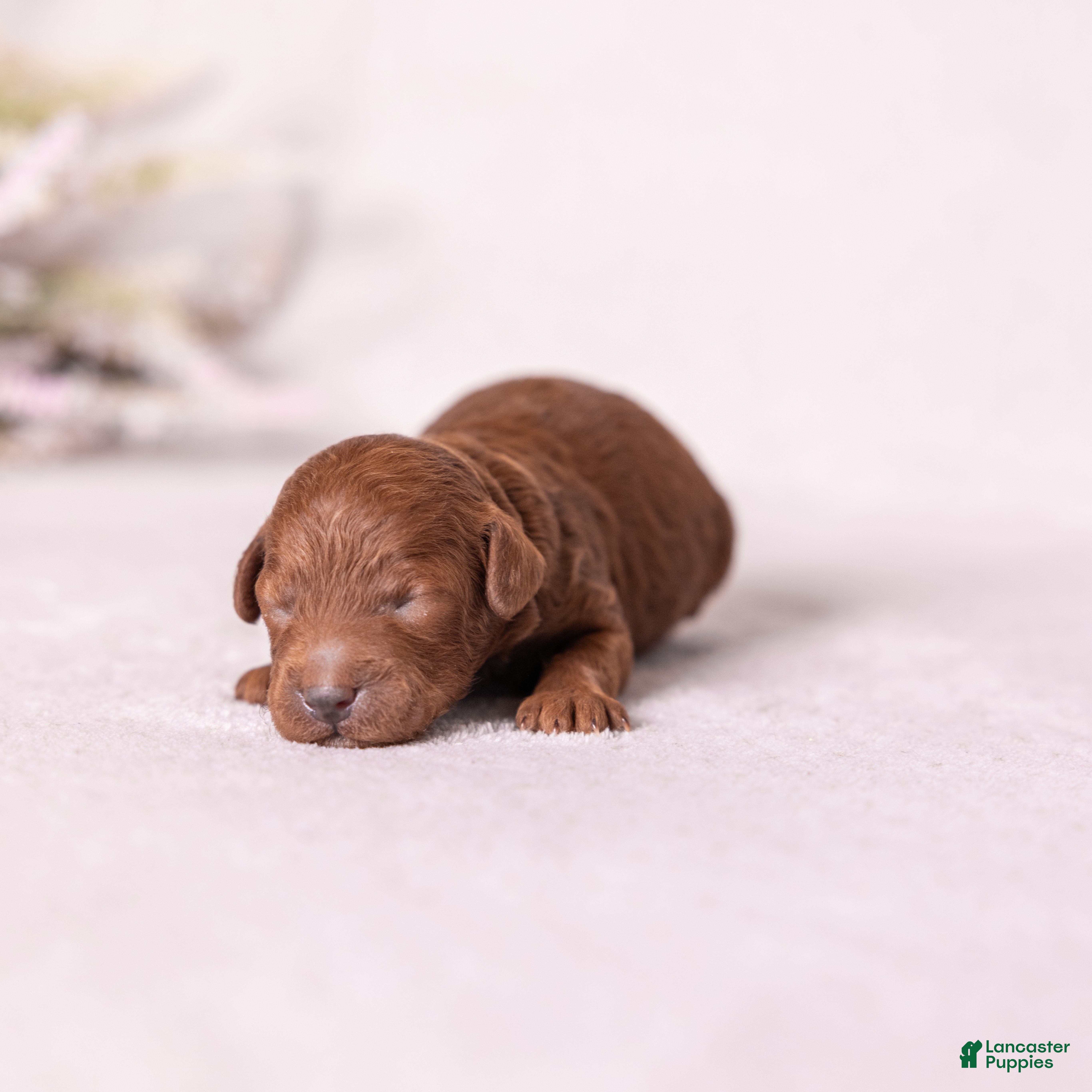 Miniature Poodle dogs Dexter - Ad 2