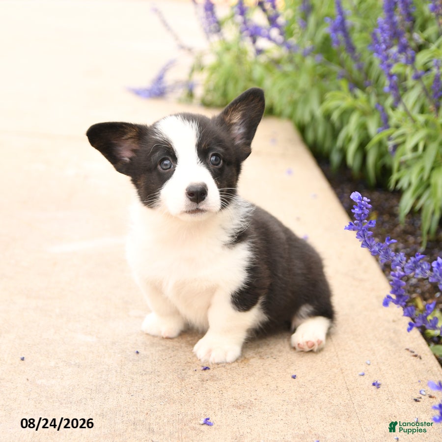 Welsh Corgi Pembroke dogs Lars - Ad 1