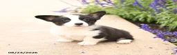 Welsh Corgi Pembroke dogs for sale: Lars - Ad 1