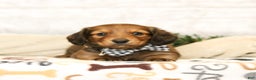 Miniature Dachshund dogs for sale: Jackson - Ad 2