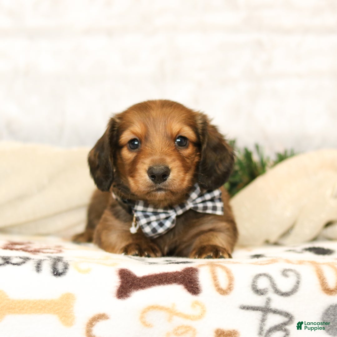 Miniature Dachshund dogs for sale: Jackson - Ad 2