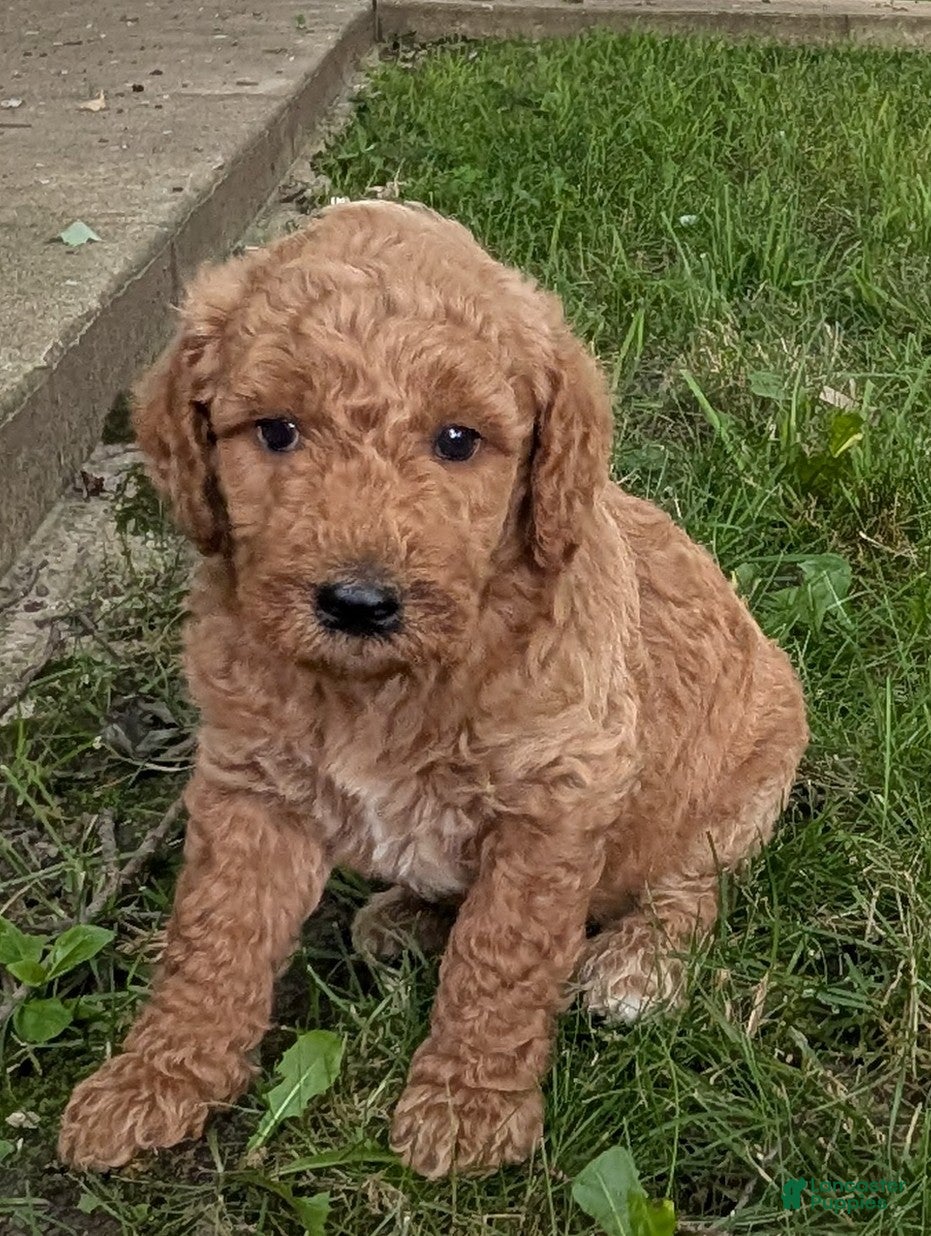 Goldendoodle dogs Pedro  - Ad 1