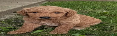 Pedro 