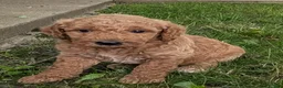 Goldendoodle dogs for sale: Pedro  - Ad 1