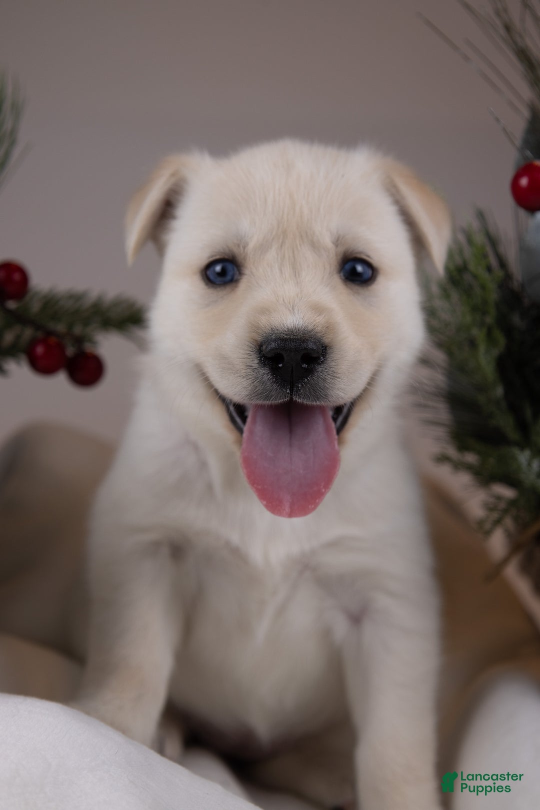 Goberian dogs for sale: Bear - Ad 22