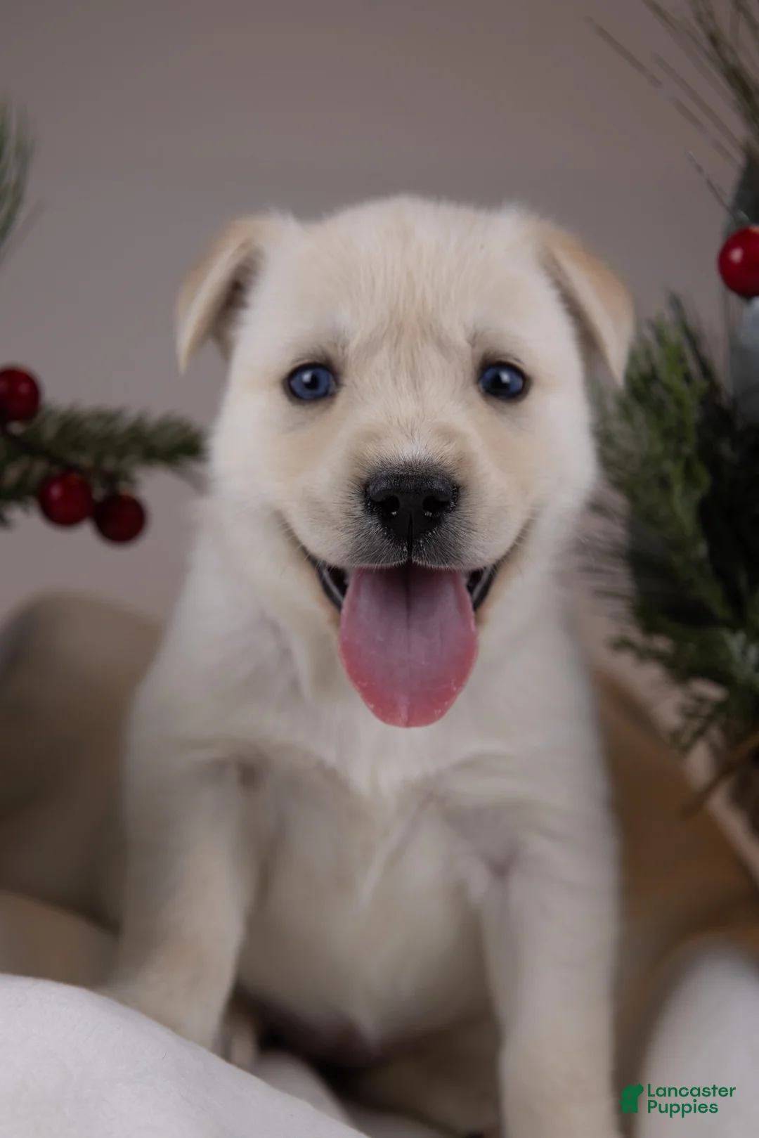 Goberian dogs for sale: Holly - Ad 5