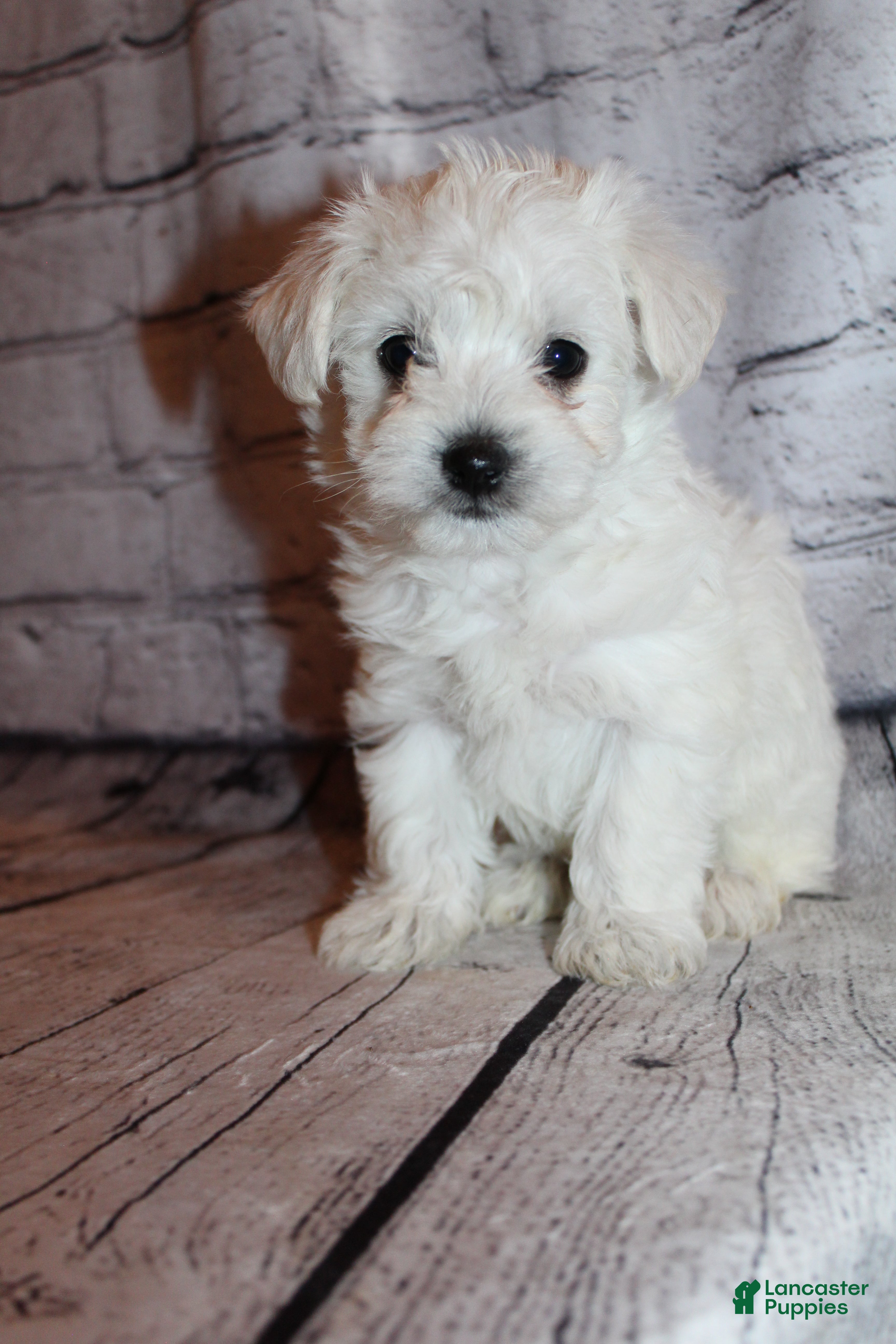 Morkie dogs Jack frost - Ad 33