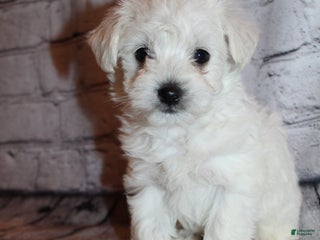 Morkie dogs Jack frost - Ad 40