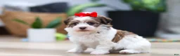 Havanese dogs for sale: Bloom - Ad 4