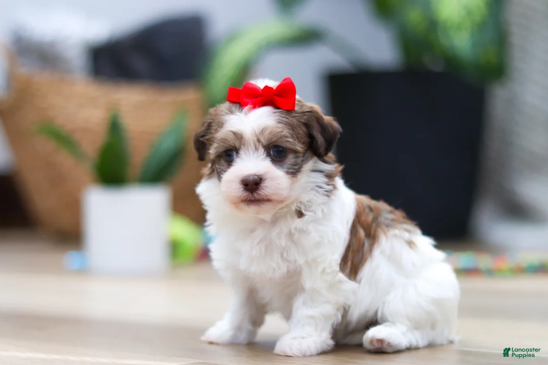 Havanese dogs for sale: Bloom - Ad 4