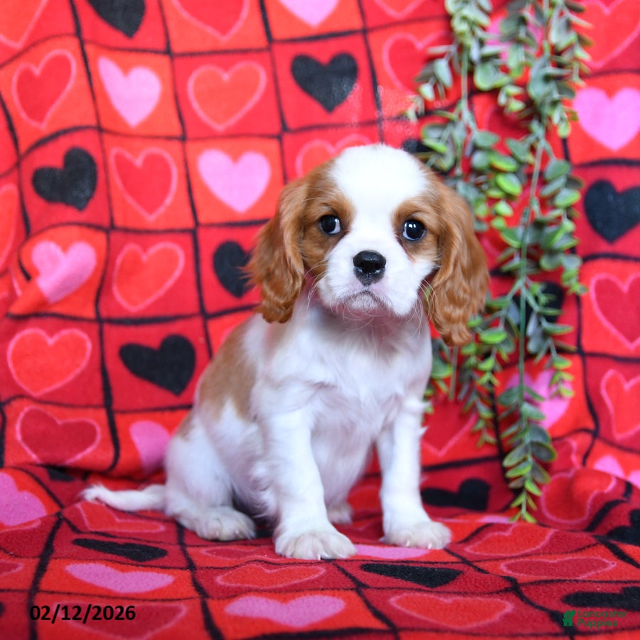 Cavalier King Charles Spaniel dogs Handsome - Ad 1
