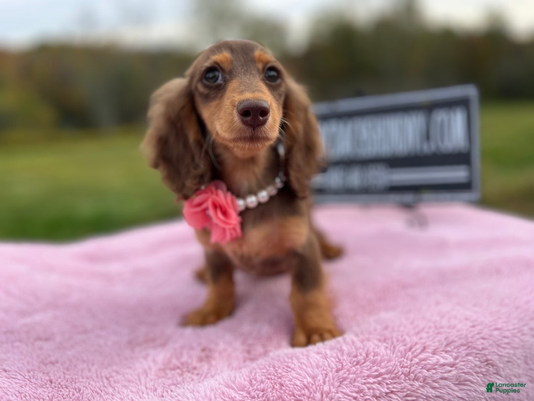 Miniature Dachshund dogs for sale: Import champion blood - Ad 20