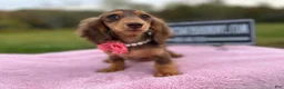 Miniature Dachshund dogs for sale: Import champion blood - Ad 15