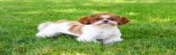 Shih Tzu dogs for sale: Blossom - Ad 3