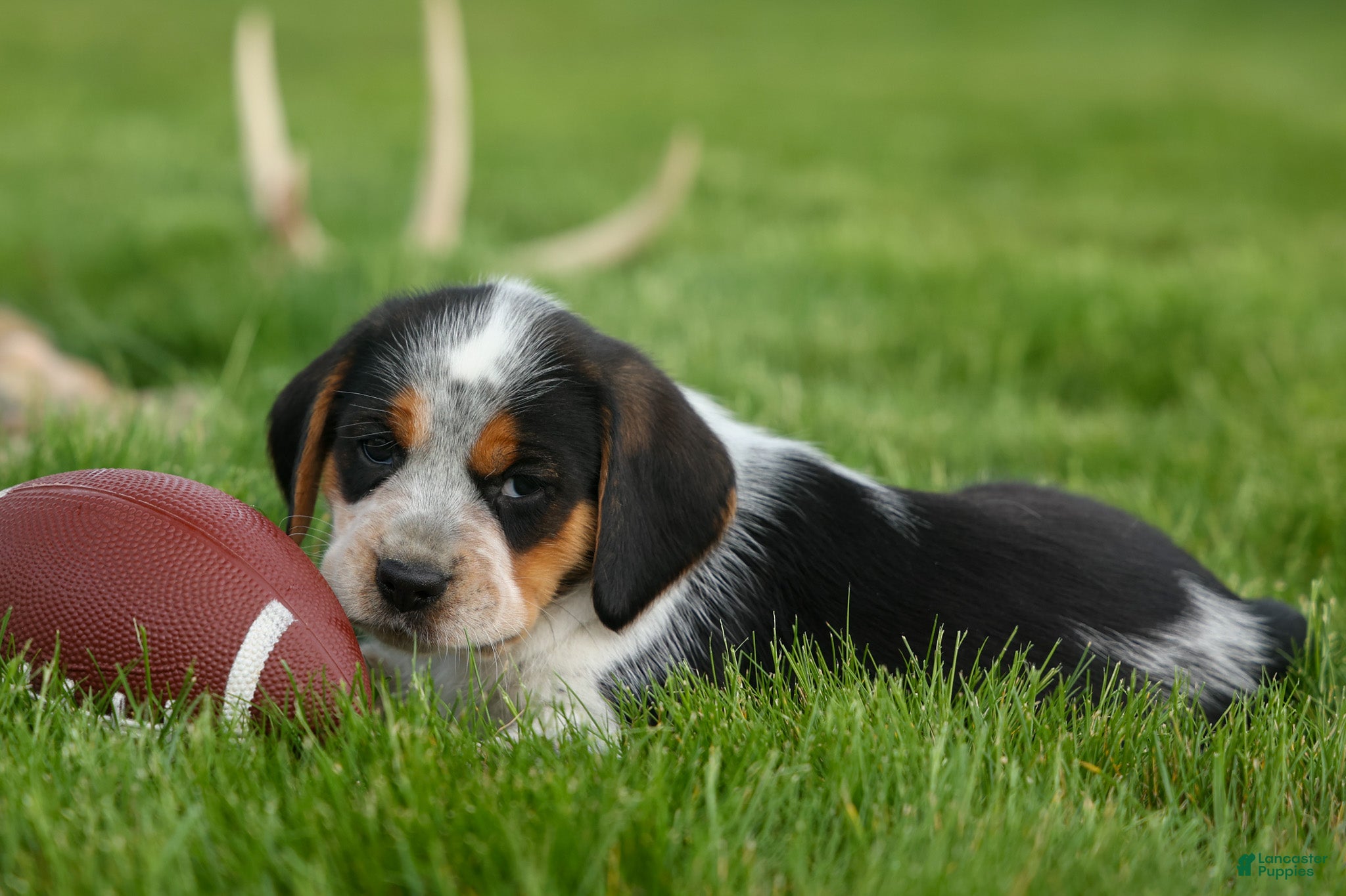 Beagle dogs Cruz  - Ad 1