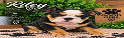 English Bulldog dogs for sale: Riley - Ad 3